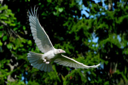 sixpenceee:  The White Ravens of Qualicum Beach, Vancouver. The birds are said not to be “albino,” but “leucistic,” a genetic defect resulting in birds that lack normal pigmentation. 