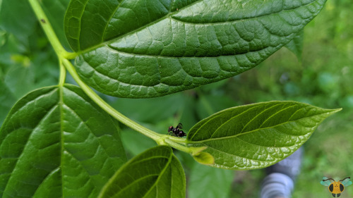 Signal Fly - Rivellia spp.The process continues to add more insect families to the blog, so today th