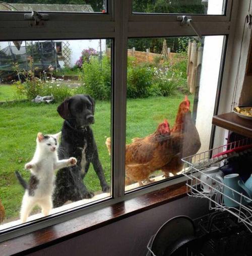awwww-cute:  Barn buddies peering into the kitchen window