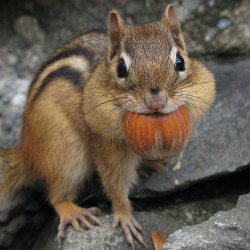 catsbeaversandducks:  10 Chipmunks Who Are