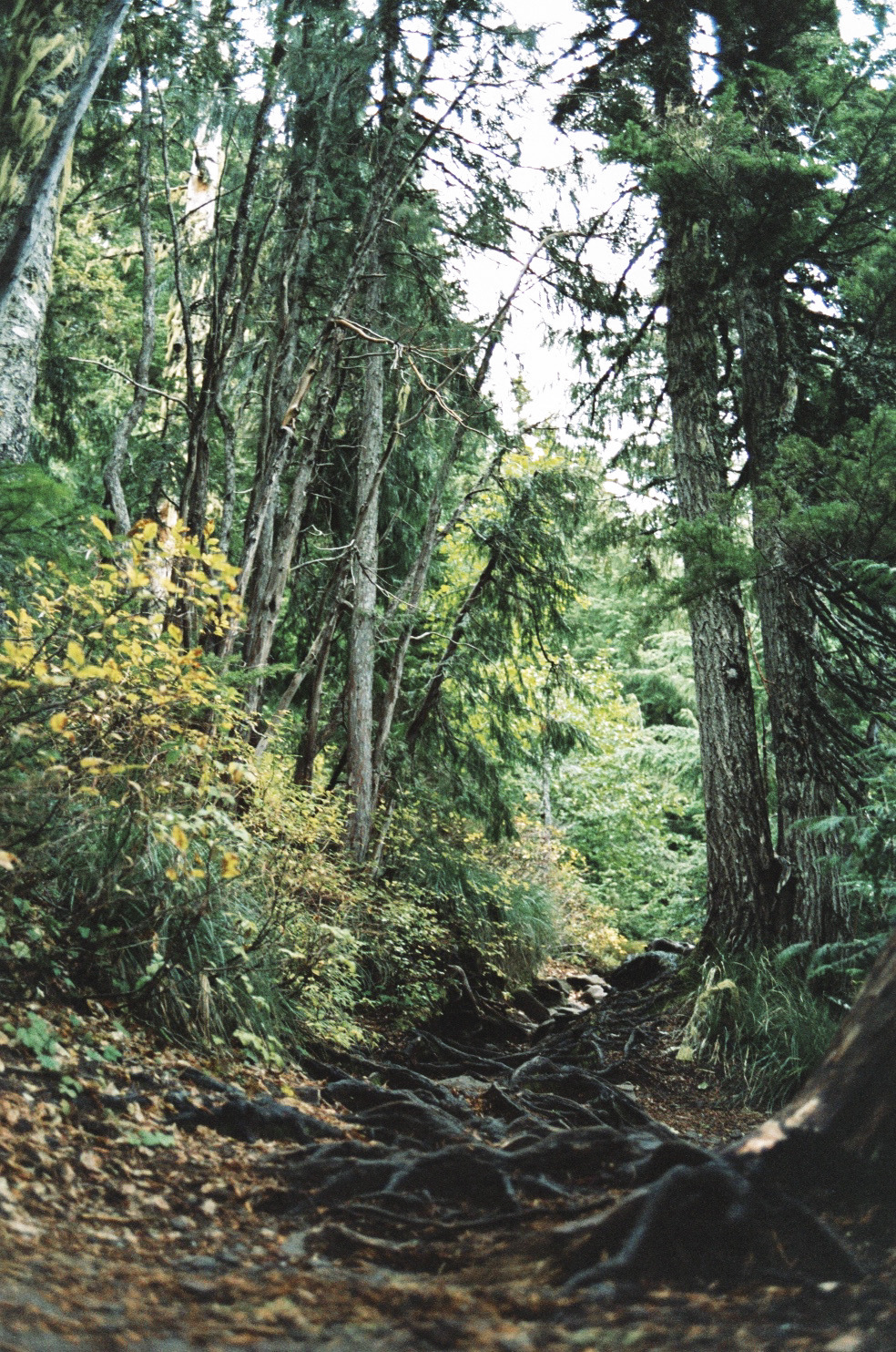 northwezt:  Mount Rainier National Park, WA Flickr / Instagram 