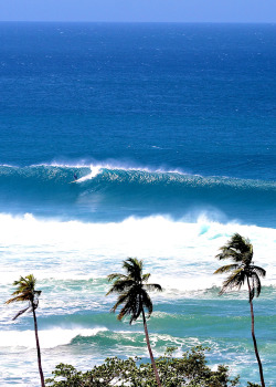 highenoughtoseethesea:  Perfect Tres Palmas Ph: Rachel Tanner