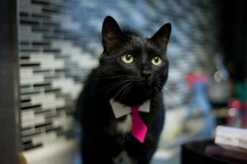 chariots-afire-cats:Some glamour shots of Marlena’s cat Sooty in the hot pink tie. Work, work. Pun i