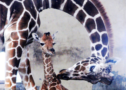 cctvnews:Meet the cute baby giraffe at Suzhou ZooA giraffe cub made its public debut with its mom on