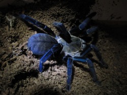 realmonstrosities:  The Cobalt Blue Tarantula has The Blues! This southeast Asian beauty has a spectacular, iridescent blue sheen on its legs!  gorgeous 