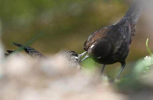 birdwatching