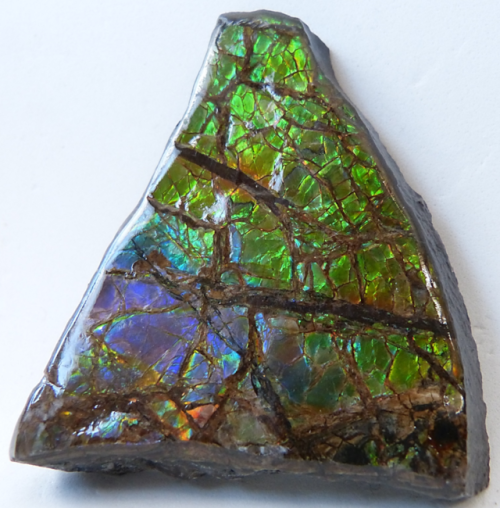  AMMOLITE from St. Mary’s River area in southern Alberta, Canada. 