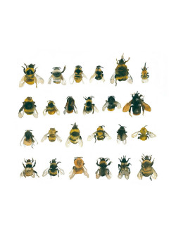 Lesfoudres:  Bees From Welcome- Les Éditions De La Cerise  Bees!