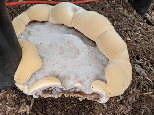 Ganoderma polychromum showing its somewhat strange growth behavior and growing pores on the top of i