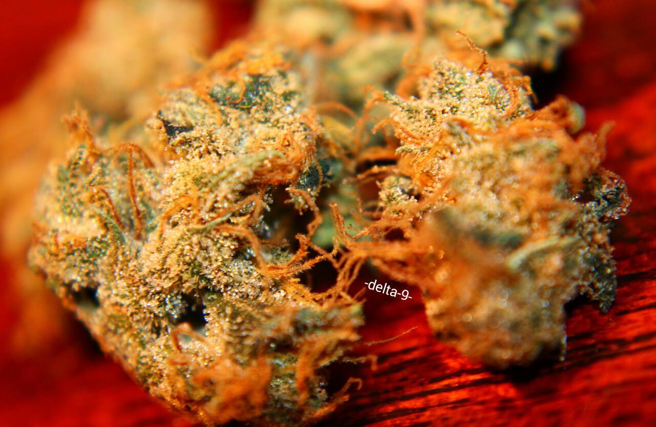 -delta-9-:  A nice contrast of, Amnesia Haze, Blue Dream and some Kryptonite OG.