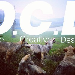 Run with the wolves @ocdnyc