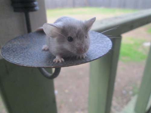 m0bscene-:  rappsrats:  afrightenedmouse:  LOOK look at this cutie for adoption right now at my mousery!!!!  Why are the cuties always so far away ;3;  aw