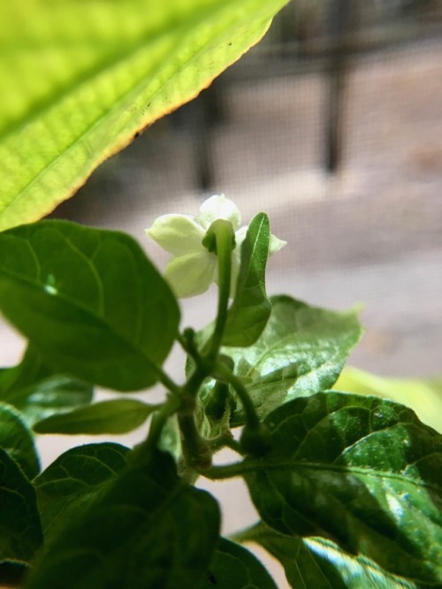 9.11.17 - A shy flower on Isaac’s pepper plant ☺️