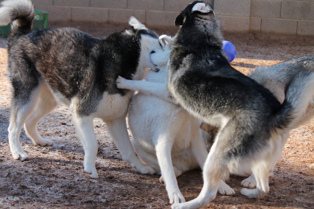 6woofs:  Time to get Loki!