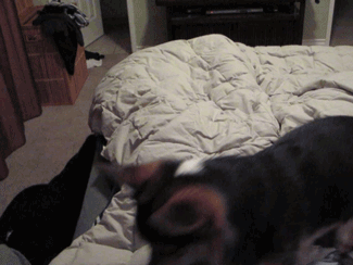 owlberta:  grim-badwolf:  grim-badwolf:  Ein decided he didn’t want me to go to