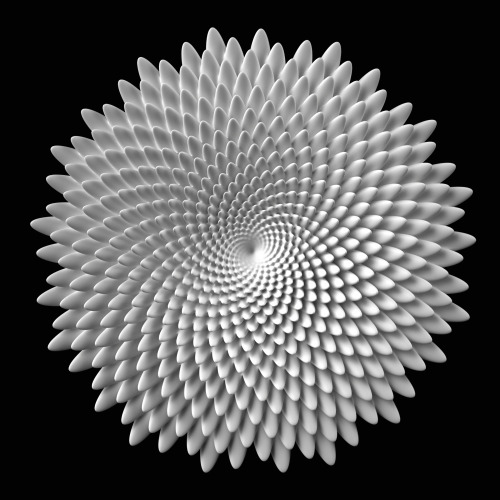 phyllotaxis