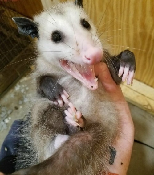 ahit-mintyfreshdye: ribbon eels (left pic) have the same energy as screaming opossums (right pic) an