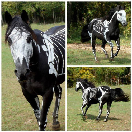 mylifetheshow:  rainyapparitions:  go home this wins Halloween  loveeveryday1314, someone went out a