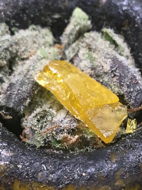 cometsalsa:This bowl was 🔥