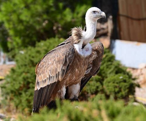 dezzoi:  Turkey Vulture Black Vulture King Vulture Greater and Lesser Yellow Headed