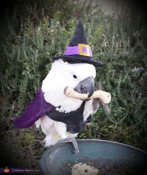 Horrorandhalloweenpet Halloween Costumes Birds Tumblr Pics
