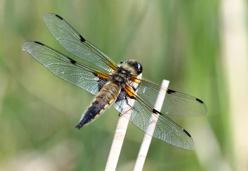 Four-spotted Chaser (or Four-spotted Skimmer), a beautiful dragonfly.