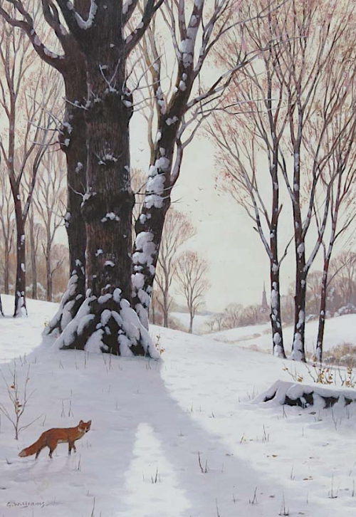 Glynn Williams Fox in Winter