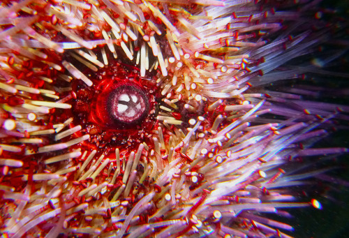 underside and mouth of purple sea urchin (Strongylocentrotus purpuratus)San Mateo county CA Feb. 201