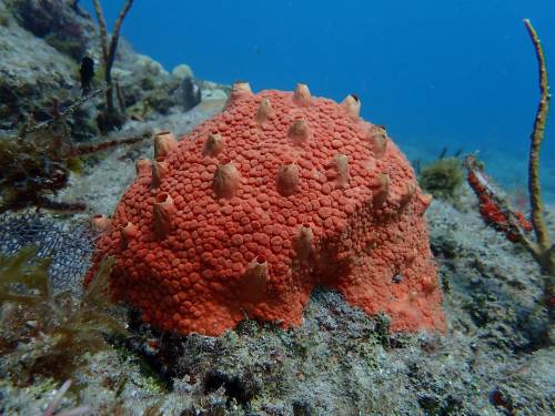 Photo by Eliot Rotford | InfoCliona delitrix is a species of burrowing demosponge belonging to the f