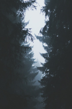 avenuesofinspiration:Through the Trees | Source © | AOI 