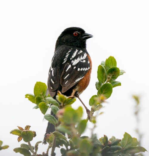 todaysbird: today’s bird is a Spotted Towhee making a racket all morning photo taken at Escond