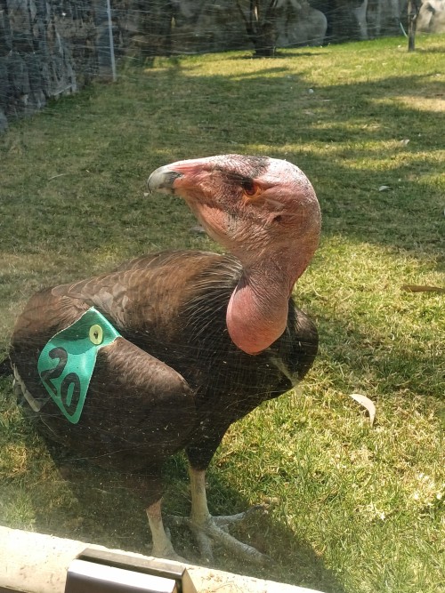 Zoolgico Zacango