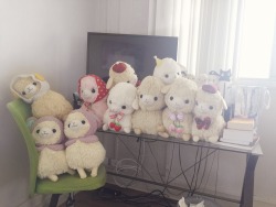 smalllittlething:  lucachan:  The view from my bed, aka what I wake up to every morning 💕   (These are just my big alpacasso)   GOALS!!