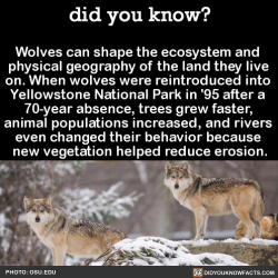 did-you-know:  Wolves can shape the ecosystem and physical geography of the land they live on. When wolves were reintroduced into Yellowstone National Park in ‘95 after a 70-year absence, trees grew faster, animal populations increased, and rivers