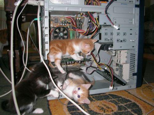 the new IT team is pretty cute.