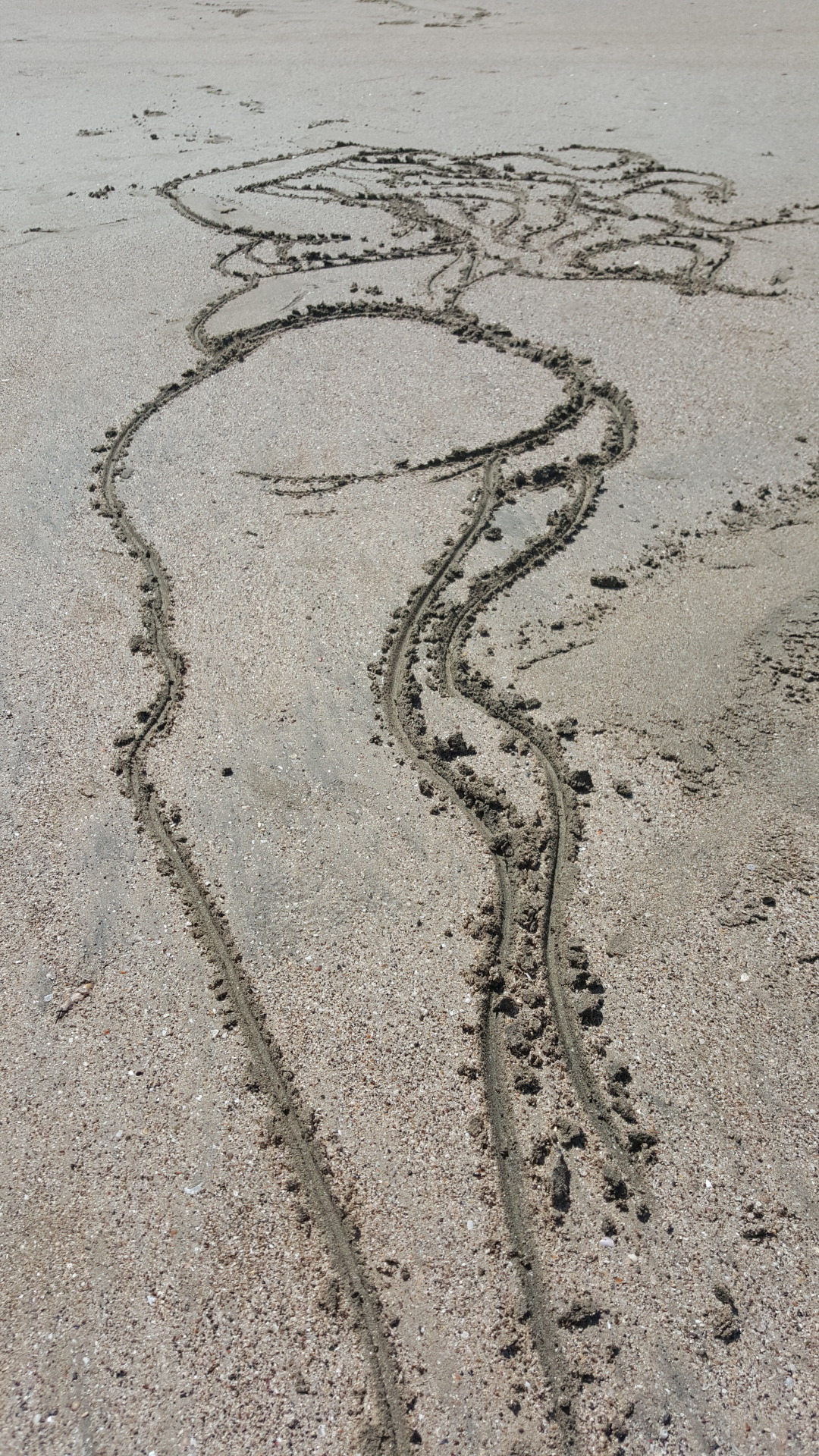 bloozchicken:  I drew something on the beachPatreon | Society6