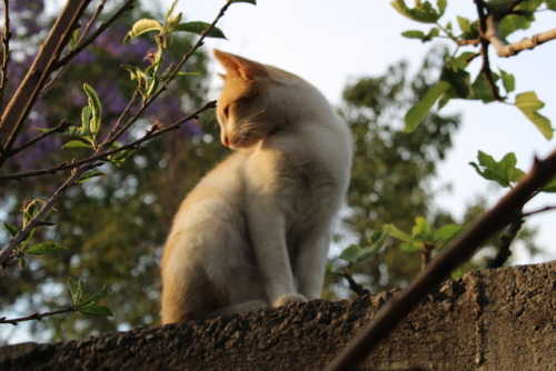 neorukix:That time when my cat, Mini felt like a model and I felt like the half-baked photograher I&