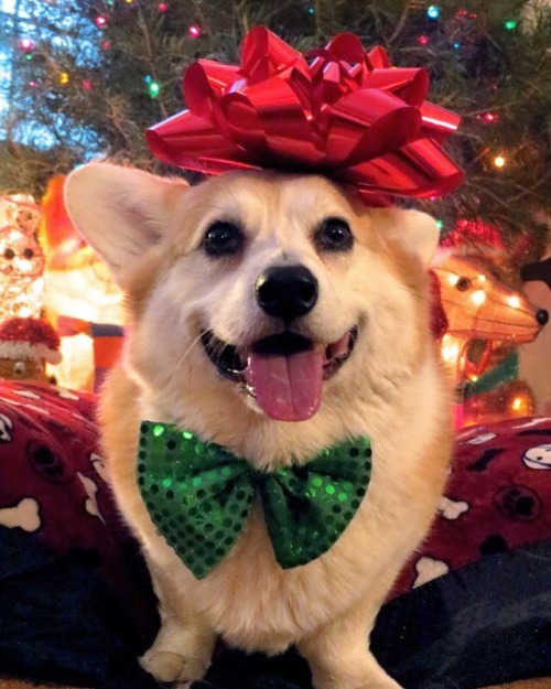 scampthecorgi:On the third day of Christmas my corgi gave to me… Three stockings stuffed, Two