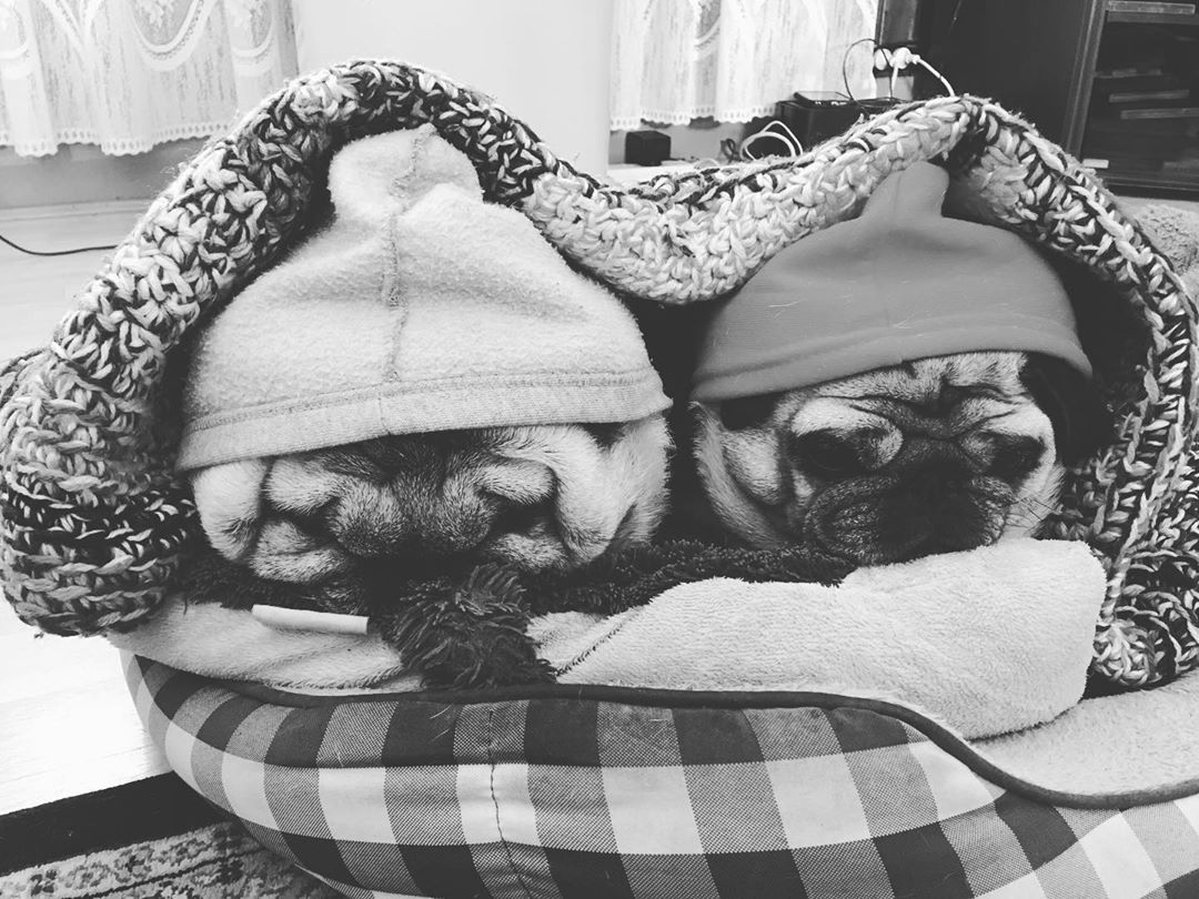 The definition of spoilt puppies #pugs #pugfamily #pugsofinstagram
https://www.instagram.com/p/B_vjE5tDUnZ/?igshid=1wt84aw5349cl