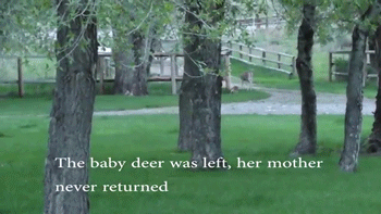 sizvideos:  Baby Deer Refuses To Leave The Human Who Saved Her Life (Video) 