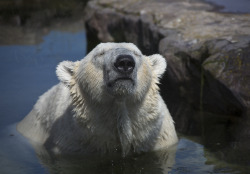 llbwwb:  The Polar Bear and the Algaes 5