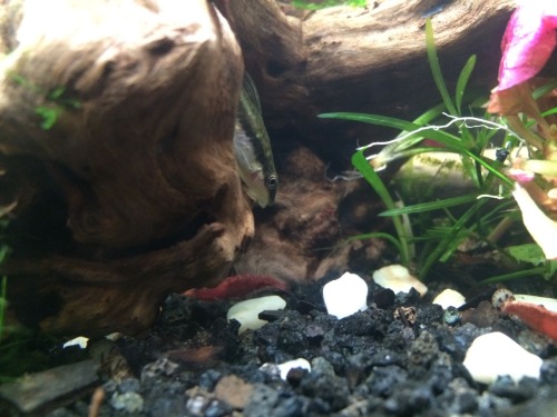 The otos loooove hiding under their branches, but I’m trying to lure them into hanging out upf