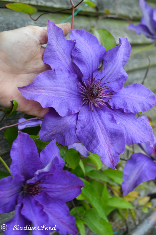 biodiverseed: Hybrid Clematis I think the cultivar is probably ‘Burma Star.’ 