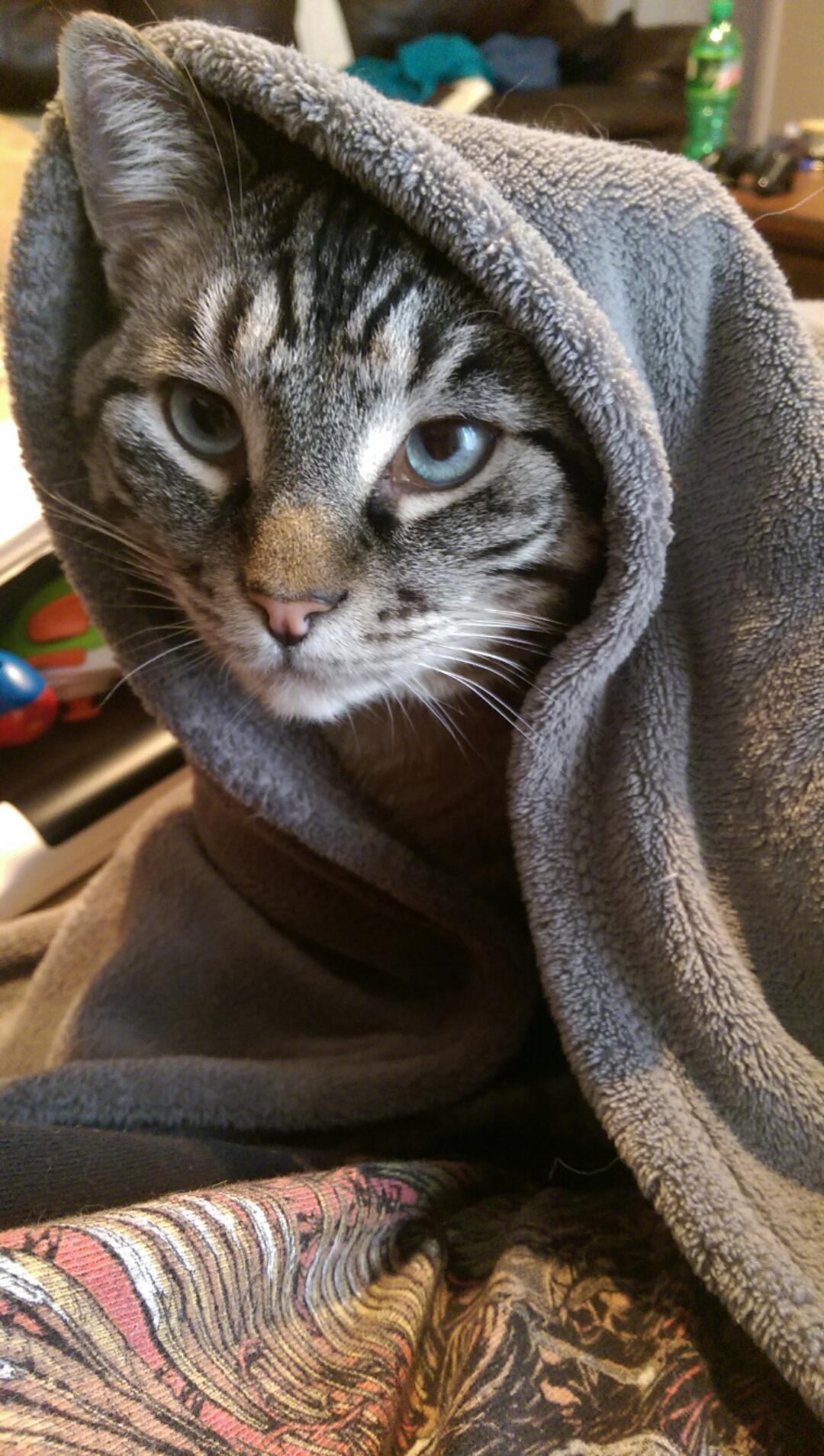 catsbeaversandducks:  May The Force Be With These 10 Jedi Khajiits “If you have