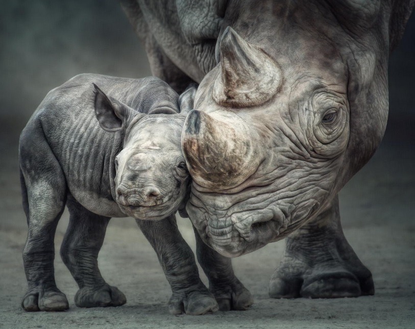 this-is-wild:  Mother-Child Bond(Manuela Kulpa) 