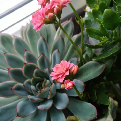 One of my plants bloomed. He never bloomed before. (It&rsquo;s not the echeveria&rsquo;s flowers, bu