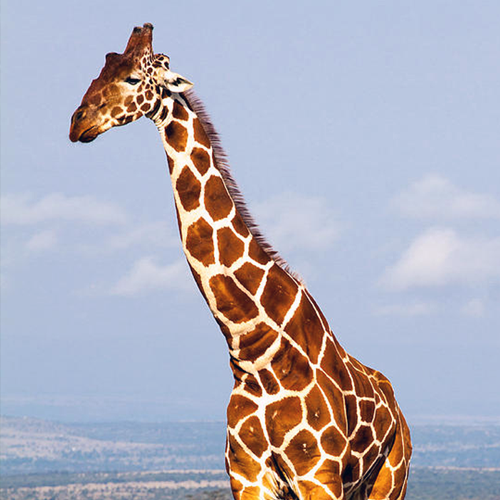Rothschild Giraffe stimboard for anon &lt;3Cr: [ x - x - x ]  [ x - x ] [ x - x - x ]