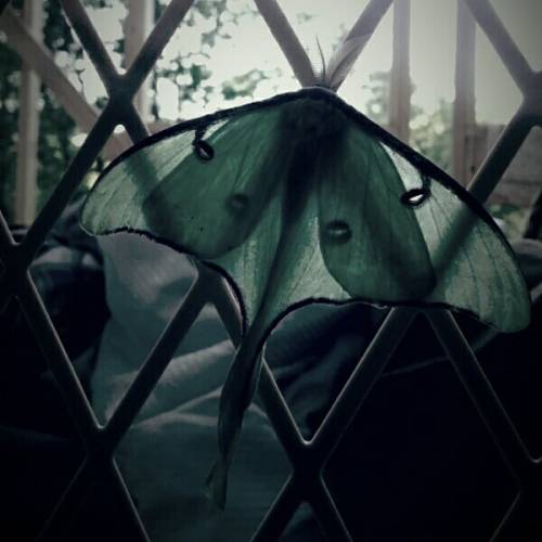 le-noir-rabbit:Actias Luna