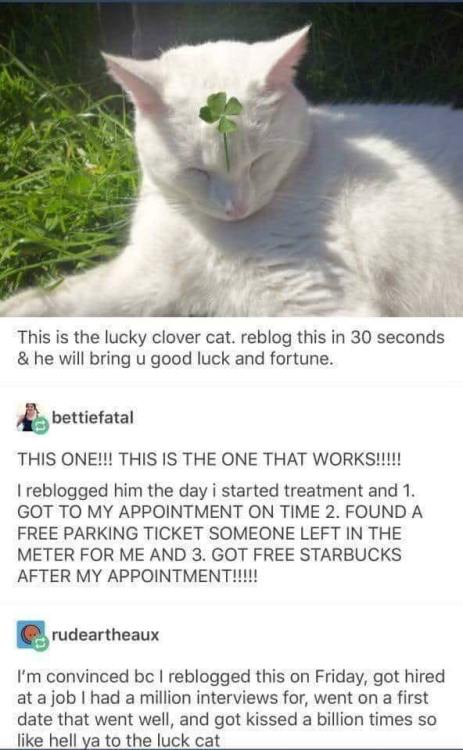 themejesticfur: forever-memes:Repost in case it works Lucky Cat~ &lt;3 please