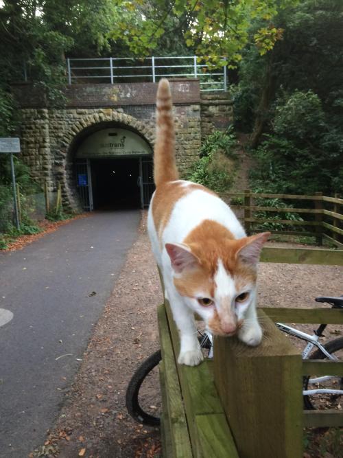 catsbeaversandducks:“When I stopped cycling this cat came out of the woods. I bent down to pet it th